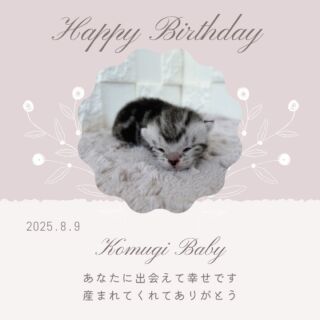 🎉🎂

𝐇𝐚𝐩𝐩𝐲 𝐁𝐢𝐫𝐭𝐡𝐝𝐚𝐲.⋆𝜗𝜚.*‬

2025.8/9にアメリカンショートヘアの
可愛いおチビちゃんが産まれました‪⸜‪‪‪‪‪︎🐣⸝‬‪‪

お母さんのコムギちゃんも
おチビちゃんも母子共に健康です✨️

すくすく大きくな〜れ〜🪄︎︎✨

🐈🐈🐈🐈🐈🐈🐈🐈🐈🐈🐈🐈

🕘営業時間 9:00〜17:00)
🐈お昼以降は見学となります
🏠〒723-0004
広島県三原市館町1丁目9-4
(三原駅北口から東へ徒歩5分)

#アメリカンショートヘア
#アメリカンショートヘア子猫 
#アメショ#アメショー#AmericanShorthair
 #アメショ子猫 #アメリカンショートヘア子猫
 #アメリカンショートヘアベビー
 #アメショベビー 

#三原 #三原市 #福山 #福山市 #尾道 #尾道市
#猫 #子猫 #仔猫 #こねこ 
#ねこ部 #ねこのいる生活 
#にゃんすたぐらむ #ねこのいる暮らし
#猫ブリーダー #猫好きさんと繋がりたい
#catstagram #cats_of_instagram
#instacat #cat #kitten
