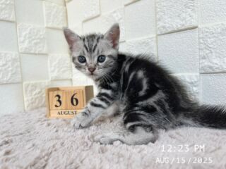 🎐

8/15で生後36日目を迎えました✨️

久しぶりのお写真タイムで
ドキドキのニキベイビー(•ө•)💛

よく食べすくすく成長しています🌱𓂃 𓈒𓏸

🐈🐈🐈🐈🐈🐈🐈🐈🐈🐈🐈🐈

🕘営業時間 9:00〜17:00)
🐈お昼以降は見学となります
🏠〒723-0004
広島県三原市館町1丁目9-4
(三原駅北口から東へ徒歩5分)

#アメリカンショートヘア
#アメリカンショートヘア子猫 
#アメショ#アメショー#AmericanShorthair
 #アメショ子猫 #アメリカンショートヘア子猫
 #アメリカンショートヘアベビー
 #アメショベビー 

#三原 #三原市 #福山 #福山市 #尾道 #尾道市
#猫 #子猫 #仔猫 #こねこ 
#ねこ部 #ねこのいる生活 
#にゃんすたぐらむ #ねこのいる暮らし
#猫ブリーダー #猫好きさんと繋がりたい
#catstagram #cats_of_instagram
#instacat #cat #kitten