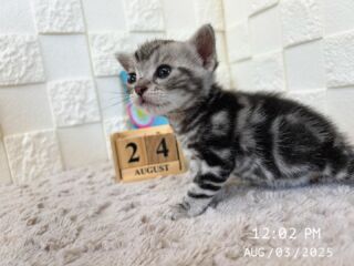 🌻

8/3で生後24日目を迎えました☀️🍉

周りの音や動くもの全てが気になるお年頃😆✨️

元気に成長していますᕦ -᷅ ·̫ -᷄ ᕤ

🐈🐈🐈🐈🐈🐈🐈🐈🐈🐈🐈🐈

🕘営業時間 9:00〜17:00)
🐈お昼以降は見学となります
🏠〒723-0004
広島県三原市館町1丁目9-4
(三原駅北口から東へ徒歩5分)

#アメリカンショートヘア
#アメリカンショートヘア子猫 
#アメショ#アメショー#AmericanShorthair
 #アメショ子猫 #アメリカンショートヘア子猫
 #アメリカンショートヘアベビー
 #アメショベビー 

#三原 #三原市 #福山 #福山市 #尾道 #尾道市
#猫 #子猫 #仔猫 #こねこ 
#ねこ部 #ねこのいる生活 
#にゃんすたぐらむ #ねこのいる暮らし
#猫ブリーダー #猫好きさんと繋がりたい
#catstagram #cats_of_instagram
#instacat #cat #kitten