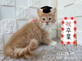 🎓💐

8/22にノルウェージャン兄妹が
cocoを卒業しました🥺🩵✨️

これから素敵な家族と出会い
幸せな人生を送れますように🧞‍♀️✨

ララ母ちゃんとお見送りしました💛

🐈🐈🐈🐈🐈🐈🐈🐈🐈🐈🐈🐈

🕘営業時間 9:00〜17:00

🏠〒723-0004
広島県三原市館町1丁目9-4
(三原駅北口から東へ徒歩5分)

#ノルウェージャンフォレストキャット 
#ノルウェージャンフォレストキャット子猫 
#ノル #ノルウェージャン #ノルウェー
#norwegianforest #norwegian
#三原 #三原市 #福山 #福山市 #尾道 #尾道市
#猫 #子猫 #仔猫 #こねこ 
#ねこ部 #ねこのいる生活 
#にゃんすたぐらむ #ねこのいる暮らし
#猫ブリーダー #猫好きさんと繋がりたい
#catstagram #cats_of_instagram
#instacat #cat #kitten
#ペットガーデンcoco