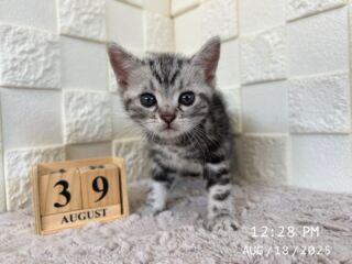 🐟

8/18で生後39日目を迎えました✨️

お母さんとお父さんと同じ
ピンク色のお鼻がとってもキュート𐔌՞ ܸ.ˬ.ܸ՞𐦯🩷

元気いっぱい成長しています✨️

🐈🐈🐈🐈🐈🐈🐈🐈🐈🐈🐈🐈

🕘営業時間 9:00〜17:00)
🐈お昼以降は見学となります
🏠〒723-0004
広島県三原市館町1丁目9-4
(三原駅北口から東へ徒歩5分)

#アメリカンショートヘア
#アメリカンショートヘア子猫 
#アメショ#アメショー#AmericanShorthair
 #アメショ子猫 #アメリカンショートヘア子猫
 #アメリカンショートヘアベビー
 #アメショベビー 

#三原 #三原市 #福山 #福山市 #尾道 #尾道市
#猫 #子猫 #仔猫 #こねこ 
#ねこ部 #ねこのいる生活 
#にゃんすたぐらむ #ねこのいる暮らし
#猫ブリーダー #猫好きさんと