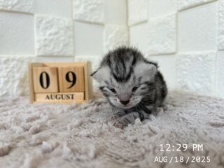 🌻

8/18で生後9日目を迎えました🏖☀️

まだお目目は開いてないときの
愛おしいお写真です( Ꙭ )❣️

すくすく成長しています🌱𓂃 𓈒𓏸

🐈🐈🐈🐈🐈🐈🐈🐈🐈🐈🐈🐈

🕘営業時間 9:00〜17:00)
🐈お昼以降は見学となります
🏠〒723-0004
広島県三原市館町1丁目9-4
(三原駅北口から東へ徒歩5分)

#アメリカンショートヘア
#アメリカンショートヘア子猫 
#アメショ#アメショー#AmericanShorthair
 #アメショ子猫 #アメリカンショートヘア子猫
 #アメリカンショートヘアベビー
 #アメショベビー 

#三原 #三原市 #福山 #福山市 #尾道 #尾道市
#猫 #子猫 #仔猫 #こねこ 
#ねこ部 #ねこのいる生活 
#にゃんすたぐらむ #ねこのいる暮らし
#猫ブリーダー #猫好きさんと