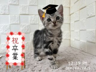 🎓💐🌸

ニキちゃんの
最後の子供がcocoを卒業しました( ᵒ̴̶̷̥́~ᵒ̴̶̷̣̥̀ )🌸

お母さんのニキちゃんも
お父さんのタイチくんも
cocoを卒業しました｡ﾟ( ﾟஇωஇﾟ)ﾟ｡🌸

思い出いっぱいの子達😭
涙涙のお別れです😭

これからもみんなが素敵な家族と出会い
幸せな人生を送れますように💫⭐︎

☆∻∹⋰⋰( *˘ᵕ˘*)- ̗̀ ෆෆ ̖́-

🐈🐈🐈🐈🐈🐈🐈🐈🐈🐈🐈🐈

🕘営業時間 9:00〜17:00)
🐈お昼以降は見学となります
🏠〒723-0004
広島県三原市館町1丁目9-4
(三原駅北口から東へ徒歩5分)

#アメリカンショートヘア
#アメリカンショートヘア子猫 
#アメショ#アメショー#AmericanShorthair
 #アメショ子猫 #アメリカンショートヘア子猫
 #アメリカンショートヘアベビー
 #アメショベビー 

#三原 #三原市 #福山 #福山市 #尾道 #尾道市
#猫 #子猫 #仔猫 #こねこ 
#ねこ部 #ねこのいる生活 
#にゃんすたぐらむ #ねこのいる暮らし
#猫ブリーダー #猫好きさんと