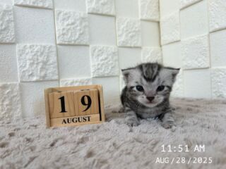 🌻

8/28で生後19日目を迎えました🧸𖤐⡱

お目目もしっかり開き行動範囲も
広くなってきました( Ꙭ )✨️

🐈🐈🐈🐈🐈🐈🐈🐈🐈🐈🐈🐈

🕘営業時間 9:00〜17:00)
🐈お昼以降は見学となります
🏠〒723-0004
広島県三原市館町1丁目9-4
(三原駅北口から東へ徒歩5分)

#アメリカンショートヘア
#アメリカンショートヘア子猫 
#アメショ#アメショー#AmericanShorthair
 #アメショ子猫 #アメリカンショートヘア子猫
 #アメリカンショートヘアベビー
 #アメショベビー 

#三原 #三原市 #福山 #福山市 #尾道 #尾道市
#猫 #子猫 #仔猫 #こねこ 
#ねこ部 #ねこのいる生活 
#にゃんすたぐらむ #ねこのいる暮らし
#猫ブリーダー #猫好きさんと
