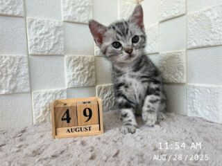 🌻

8/28で生後49日を迎えました🧸𖤐⡱

お鼻の柄が個性的😆💛👃

🐈🐈🐈🐈🐈🐈🐈🐈🐈🐈🐈🐈

🕘営業時間 9:00〜17:00)
🐈お昼以降は見学となります
🏠〒723-0004
広島県三原市館町1丁目9-4
(三原駅北口から東へ徒歩5分)

#アメリカンショートヘア
#アメリカンショートヘア子猫 
#アメショ#アメショー#AmericanShorthair
 #アメショ子猫 #アメリカンショートヘア子猫
 #アメリカンショートヘアベビー
 #アメショベビー 

#三原 #三原市 #福山 #福山市 #尾道 #尾道市
#猫 #子猫 #仔猫 #こねこ 
#ねこ部 #ねこのいる生活 
#にゃんすたぐらむ #ねこのいる暮らし
#猫ブリーダー #猫好きさんと