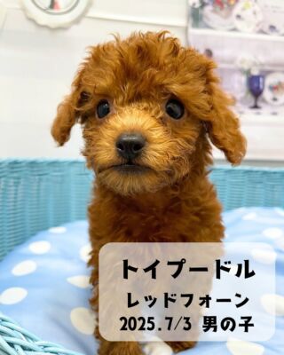 .

🐶わんこ情報(#ペットランドユーホー東広島店 )

トイプードル
レッドフォーン👦男の子
2025／7月3日生まれ

三原エリアから移動してきた
トイプードル4きょうだいのうち
1番体の小さい男の子です🐩✨

不思議ちゃんの空気ただよう
末っ子Boyでリアクションも独特。笑

若干のアンダー顔(しゃくれてる)も
正統派には出せない
なんだかとっても愛おしい
チャームポイントなのです💕

#高山ペットショップ #ペットランドユーホー東広島店 
#東広島 #広島 #ペットショップ #犬 #🐶
#トイプードル  #プードル #トイプー #ぷーどる
#トイプードルレッドフォーン #トイプードル男の子 
 #toypoodle #poodle
#ぷーすたぐらむ #トイプードル大好き
#トイプードル部 #トイプーのいる生活