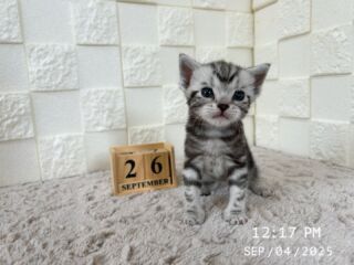 🌻

9/4で生後26日目を迎えました🧸𖤐⡱

ぴょこぴょこと走り回るようになり
ぐんぐんと成長していますᕦ -᷅ ·̫ -᷄ ᕤ❤️‍🔥

男の子かなぁ〜👦🏻🎶💎🩵

🐈🐈🐈🐈🐈🐈🐈🐈🐈🐈🐈🐈

🕘営業時間 9:00〜17:00)
🐈お昼以降は見学となります
🏠〒723-0004
広島県三原市館町1丁目9-4
(三原駅北口から東へ徒歩5分)

#アメリカンショートヘア
#アメリカンショートヘア子猫 
#アメショ#アメショー#AmericanShorthair
 #アメショ子猫 #アメリカンショートヘア子猫
 #アメリカンショートヘアベビー
 #アメショベビー 

#三原 #三原市 #福山 #福山市 #尾道 #尾道市
#猫 #子猫 #仔猫 #こねこ 
#ねこ部 #ねこのいる生活 
#にゃんすたぐらむ #ねこのいる暮らし
#猫ブリーダー #猫好きさんと