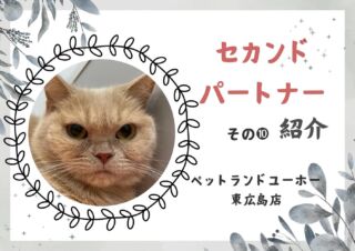 .

セカンドパートナー募集🐱
#ペットランドユーホー東広島店 

名前はムギちゃんです🌾

すごくシャイですが、
実はとっても甘えん坊な子！

渋い顔をしてるけど
別に不機嫌な訳じゃないよ😑
それもご愛嬌ということで💕

ご興味ある方はは是非お店まで
足をお運びください！！

猫様たちの第二の人生に幸あれ🐱

———————————
ブリード卒業後の第二のニャン生を
共に歩んで下さるパートナー様を大募集中！！

詳しくは #ペットランドユーホー東広島店 
までお問い合わせ、ご来店下さい🙇

#高山ペットショップ #高山ペットショップ東広島店
#ペットランドユーホー東広島店 
#広島 #東広島 #ペットショップ #里親募集
#セカンドパートナー #セカンドパートナー募集
#ブリード卒業 #ブリーダー卒業 
#引退犬 #引退猫
#詳しくはスタッフまで