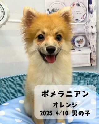 .

🐶わんこ情報(#ペットランドユーホー東広島店)

ポメラニアン
オレンジ👦男の子　
2025/4月10日生まれ

絵に描いたような
元気いっぱいの男の子！✨✨
ワンコ達にも友好的で
社交性もあり⭕️

ただ今ポメの思春期中。。。
(仔犬から成犬なる前、
 体が縦に伸びて
 毛量が少なくなる期間)

につきシュッとしておりますが、
ここから毛量が増えて
立派なモフモフのポメラニアンに
なっていくはず……！！

#高山ペットショップ #ペットランドユーホー東広島店
#東広島 #広島 #ペットショップ #犬 #🐶
#ポメラニアン  #ポメ #ぽめ #pomeranian #pome
#ポメラニアンオレンジ #ポメスタグラム
#ポメラニアン大好き #ポメラニアン部