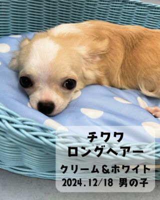 .

🐶わんこ情報(#ペットランドユーホー東広島店)

ロングコートチワワ
(クリーム＆ホワイト)
男の子👦
2024年12月18日生まれ

お店のみんなより少し年上の
お兄さんチワワが三原エリアから
やってきました〜⭐️

ちょっと人見知りする性格のようですが、
慣れるのは早かったです！
大丈夫と解ると一気に心をは開くタイプ。
故にファーストコンタクトの時に　
どう接するかが重要なポイントですね🤔

ステージではしゃいでる時と
撮影時の緊張状態とのギャップが激しい🤣

#高山ペットショップ #ペットランドユーホー東広島店 
#東広島 #広島 #ペットショップ #犬 #🐶
#ちわわ #チワワ #chihuahua #ロングコートチワワ 
#チワワクリーム #ちわすたぐらむ
#チワワ男の子 #チワワの暮らし
#ちわわのいる生活 #チワワ部