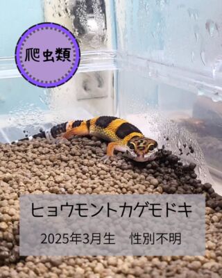 .

🦎爬虫類 入荷しました!! (#高山ペットショップ東広島店)🦎

小さな #ヒョウモントカゲモドキ
入荷しましたー(っ'ヮ'c)💕

くりっくりなおめめ👀が かわちい子です!

小さなミルワーム、コオロギ
ふやかしたドライフード まで しっかり
食べてくれる 優秀さんで スタッフは
感動しております(｀；ω；´)

#高山ペットショップ #高山ペットショップ東広島店
#広島 #東広島 #ペットショップ #爬虫類販売 
#爬虫類 #トカゲ  #ヒョウモントカゲモドキ
#レオパ  #ヒョウモン #leopardgecko
#入荷先からカラーを聞きそびれる失態(*T^T)
#何てカラーなんだい??
#分かる方は教えてくださいｯｯｯ