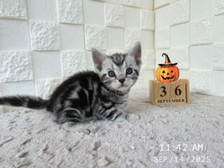 🎃🦇🕸

9/14で生後36日目を迎えました👻🎃

🧸ご家族募集中です🧸

インスタのDMなどでも
気軽にお問合せください✉️⸜🙌🏻⸝‍

DMへのお問い合わせは
２４時間受け付けております🤎

🐈🐈🐈🐈🐈🐈🐈🐈🐈🐈🐈🐈

🕘営業時間 9:00〜17:00)
🐈お昼以降は見学となります
🏠〒723-0004
広島県三原市館町1丁目9-4
(三原駅北口から東へ徒歩5分)

#アメリカンショートヘア
#アメリカンショートヘア子猫 
#アメショ#アメショー#AmericanShorthair
 #アメショ子猫 #アメリカンショートヘア子猫
 #アメリカンショートヘアベビー
 #アメショベビー 

#三原 #三原市 #福山 #福山市 #尾道 #尾道市
#猫 #子猫 #仔猫 #こねこ 
#ねこ部 #ねこのいる生活 
#にゃんすたぐらむ #ねこのいる暮らし
#猫ブリーダー #猫好きさんと