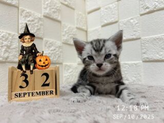 🎃🦇🕸

生後32日目を迎えました👻🎃

お父さん似でとってもイケメンです😎✨️

トイレもバッチリですくすく成長中🌱⋆｡

🐈🐈🐈🐈🐈🐈🐈🐈🐈🐈🐈🐈

🕘営業時間 9:00〜17:00)
🐈お昼以降は見学となります
🏠〒723-0004
広島県三原市館町1丁目9-4
(三原駅北口から東へ徒歩5分)

#アメリカンショートヘア
#アメリカンショートヘア子猫 
#アメショ#アメショー#AmericanShorthair
 #アメショ子猫 #アメリカンショートヘア子猫
 #アメリカンショートヘアベビー
 #アメショベビー 

#三原 #三原市 #福山 #福山市 #尾道 #尾道市
#猫 #子猫 #仔猫 #こねこ 
#ねこ部 #ねこのいる生活 
#にゃんすたぐらむ #ねこのいる暮らし
#猫ブリーダー #猫好きさんと