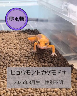 .

🦎爬虫類 入荷しました!! (#高山ペットショップ東広島店)🦎

小さな #ヒョウモントカゲモドキ
入荷しましたー(っ'ヮ'c)💕

切れ長な おめめ👀が イケメンな子です🫶

小さなミルワーム、コオロギ
ふやかしたドライフード まで しっかり
食べてくれる 優秀さんで スタッフは
感動しております(｀；ω；´)
けど、、
豪快に勢いよく ご飯に向かってくるので
一発でお口に入る率は低め、、笑

#高山ペットショップ #高山ペットショップ東広島店
#広島 #東広島 #ペットショップ #爬虫類販売 
#爬虫類 #トカゲ  #ヒョウモントカゲモドキ
#レオパ  #ヒョウモン #leopardgecko
#入荷先からカラーを聞きそびれる失態(*T^T)
#何てカラーなんだい??
#分かる方は教えてくださいｯｯｯ