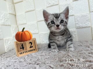 🎃🦇🕸

9/20で生後42日目を迎えました👻🎃

トイレもご飯もバッチリ( 'ω'👌)
元気いっぱい成長しています★¨̮

卒業まで残り少し🎓🌸

🧸ご家族募集中です🧸

インスタのDMなどでも
気軽にお問合せください✉️⸜🙌🏻⸝‍

DMへのお問い合わせは
２４時間受け付けております🤎

🐈🐈🐈🐈🐈🐈🐈🐈🐈🐈🐈🐈

🕘営業時間 9:00〜17:00)
🐈お昼以降は見学となります
🏠〒723-0004
広島県三原市館町1丁目9-4
(三原駅北口から東へ徒歩5分)

#アメリカンショートヘア
#アメリカンショートヘア子猫 
#アメショ#アメショー#AmericanShorthair
 #アメショ子猫 #アメリカンショートヘア子猫
 #アメリカンショートヘアベビー
 #アメショベビー 

#三原 #三原市 #福山 #福山市 #尾道 #尾道市
#猫 #子猫 #仔猫 #こねこ 
#ねこ部 #ねこのいる生活 
#にゃんすたぐらむ #ねこのいる暮らし
#猫ブリーダー #猫好きさんと