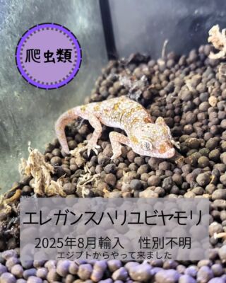 .

🦎爬虫類 入荷しました!! (#高山ペットショップ東広島店)🦎

小さな #エレガンスハリユビヤモリ
入荷しましたー(っ'ヮ'c)💕

高山では はじめましての種類で
スタッフも興味津々ですo(*ﾟ∀ﾟ*)o

ワイルド個体の様で 人慣れは
まだまだです(*´･ω･｀)
なので とっても すばしっこく
逃げ回ります🏃!!

小さなミルワーム を こっそりひっそり
食べてくれてるので 一安心.。o○

#高山ペットショップ #高山ペットショップ東広島店
#広島 #東広島 #ペットショップ #爬虫類販売 
#爬虫類 #ヤモリ  #エレガンスハリユビヤモリ