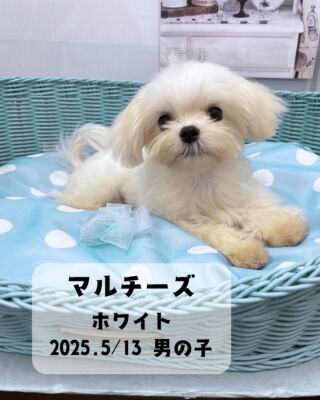 .#家族が決まりました🐶 

🐶わんこ情報(#ペットランドユーホー東広島店)

マルチーズ　ホワイト
2025/5月13日生まれ　男の子

ちぃちゃいちいかわなマルチーズくんが
ユーホー店に仲間入りしました！！
成長しても極小サイズの
立派なマルチーズになりそうな予感♪♪

繊細そうな見た目に反して
ご飯もしっかり食べるし、
元気いっぱいの男の子です⭐️✨

#高山ペットショップ #ペットランドユーホー東広島店
#東広島 #広島 #ペットショップ #犬 #🐶
#マルチーズ  #マル #マルチーズホワイト #maltese
#マルチーズ男の子 #マルチーズ子犬 #マルチーズ部
#マルチーズ大好き #マルチーズ普及委員会
#マルチーズ好き #マルチーズインスタグラム