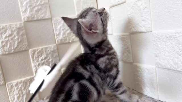 🎃🦇🕸

Theマイペース男子🧸𓈒 𓂂𓏸

スイッチが入ると店内を爆走していますꉂ🤣𐤔

卒業まで残り少し🎓🌸

🧸ご家族募集中です🧸

インスタのDMなどでも
気軽にお問合せください✉️⸜🙌🏻⸝‍

DMへのお問い合わせは
２４時間受け付けております🤎

🐈🐈🐈🐈🐈🐈🐈🐈🐈🐈🐈🐈

🕘営業時間 9:00〜17:00)
🐈お昼以降は見学となります
🏠〒723-0004
広島県三原市館町1丁目9-4
(三原駅北口から東へ徒歩5分)

#アメリカンショートヘア
#アメリカンショートヘア子猫 
#アメショ#アメショー#AmericanShorthair
 #アメショ子猫 #アメリカンショートヘア子猫
 #アメリカンショートヘアベビー
 #アメショベビー 

#三原 #三原市 #福山 #福山市 #尾道 #尾道市
#猫 #子猫 #仔猫 #こねこ 
#ねこ部 #ねこのいる生活 
#にゃんすたぐらむ #ねこのいる暮らし
#猫ブリーダー #猫好きさんと