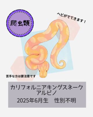 .

🦎爬虫類 入荷しました!! (#高山ペットショップ東広島店)🦎

#カリフォルニアキングスネーク(アルビノ)
入荷しましたー(っ'ヮ'c)💕

こちらも 久しぶりの 蛇!!!!!!
つぶらな瞳が とてもかわちい
カリキンさんです🐍

しっかりご飯も食べてくれてます🤗

#高山ペットショップ #高山ペットショップ東広島店
#広島 #東広島 #ペットショップ #爬虫類販売 
#爬虫類 #🐍 #蛇 #へび #カリキン
#カリフォルニアキングスネーク
#カリフォルニアキングスネークアルビノ
#californiakingsnake
#カリキンアルビノ #カリキンベビー 
#カリキン好きの人と繋がりたい