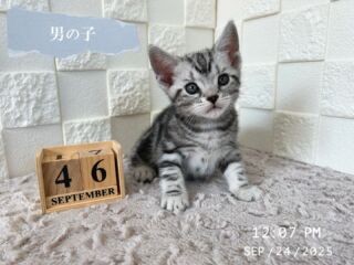 🎃🦇🕸

9/24で生後46日目を迎えました👻🎀

もう少しでワクチン💉です🫣

初めてのワクチンはどんな反応をするのか
スタッフもドキドキしながら見守ります🫣

あと少し…！ドキドキ(๑•﹏•)

卒業まで残り少し🎓🌸

🧸ご家族募集中です🧸

インスタのDMなどでも
気軽にお問合せください✉️⸜🙌🏻⸝‍

DMへのお問い合わせは
２４時間受け付けております🤎

🐈🐈🐈🐈🐈🐈🐈🐈🐈🐈🐈🐈

🕘営業時間 9:00〜17:00)
🐈お昼以降は見学となります
🏠〒723-0004
広島県三原市館町1丁目9-4
(三原駅北口から東へ徒歩5分)

#アメリカンショートヘア
#アメリカンショートヘア子猫 
#アメショ#アメショー#AmericanShorthair
 #アメショ子猫 #アメリカンショートヘア子猫
 #アメリカンショートヘアベビー
 #アメショベビー 

#三原 #三原市 #福山 #福山市 #尾道 #尾道市
#猫 #子猫 #仔猫 #こねこ 
#ねこ部 #ねこのいる生活 
#にゃんすたぐらむ #ねこのいる暮らし
#猫ブリーダー #猫好きさんと