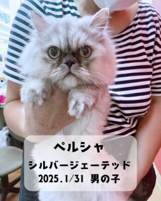 .

🐱にゃんこ情報(#ペットランドユーホー東広島店)

★免疫系が生まれつき少し弱い体質なのか、
　調整中期間が長く、
　デビューが遅くなってしまいました💦

不思議ちゃんオーラ漂う、
マイペースな男の子です👦✨
撮影中全然正面を向いてくれないので
スタッフに拘束されてしまいました…！🤣

人は好き❤️でも
猫はちょっぴり苦手のよう、
隣のアメショもどきちゃん(スコティッシュ)は　
とっても遊びたそうにしています、
早く仲良くなれたらいいね〜⭐︎

#高山ペットショップ #ペットランドユーホー東広島店 
#広島 #東広島 #ペットショップ #猫 #cat #🐱
#ペルシャ #ぺるしゃ #ペルシャ猫の男の子 
#ペルシャチンチラシルバー #チンチラペルシャ 
#ペルシャ子猫 #ペルシャ猫 
#ペルシャ好き #ねこすたぐらむ