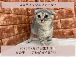 ＼ ꫛꫀꪝ✧‧˚𝓕𝓪𝓒𝓮／

˚*.꒰ スコティッシュフォールド ꒱.*˚ 

🎂 2025年7月21日生まれ

🚺 女の子

🎨 ブルーパッチドタビー

可愛い折れ耳がチャーミング😽🫶🏻⸝⸝꙳

足の長さはモデルのよう✨️

抱っこが大好きでフレンドリーな
スコティッシュちゃんです🧡

୨୧┈┈┈┈┈┈┈┈┈┈┈┈୨୧
 ♡♡素敵なご家族募集中♡♡
୨୧┈┈┈┈┈┈┈┈┈┈┈┈୨୧

🕘営業時間 9:00〜18:30
☎️0848-62-2967
🏠〒723-0004
広島県三原市館町1-3-3
(JR三原駅から徒歩約2分)

  #スコティッシュフォールド
 #スコ #スコティッシュフォールド部 
 #スコティッシュ女の子
 #シルバータビー猫  #スコティッシュ子猫
 #スコティッシュフォールド好き 
 #スコティッシュフォールド折れ耳
 #折れ耳猫 
 #ブルーパッチドタビー

#高山ペットショップ館町本店 #三原
#高山ペットショップ #三原市 
#ペットショップ #🐶