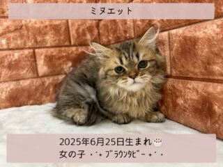 #家族が決まりました
＼ ꫛꫀꪝ✧‧˚𝓕𝓪𝓒𝓮／

˚*.꒰ ミヌエット ꒱.*˚ 

🎂 2025年6月25日生まれ

🚺 女の子

🎨 ブラウンタビー

短足のかわい子ちゃんが仲間入り- ̗̀🤝🏻 ̖́-

ちょっぴり恥ずかしがり屋さん(,,. .,, )

でも抱っこは大好きな
ツンデレデレ女子‪🧏🏻‍♀️💞‬

୨୧┈┈┈┈┈┈┈┈┈┈┈┈୨୧
 ♡♡家族が決まりました♡♡
୨୧┈┈┈┈┈┈┈┈┈┈┈┈୨୧

🕘営業時間 9:00〜18:30
☎️0848-62-2967
🏠〒723-0004
広島県三原市館町1-3-3
(JR三原駅から徒歩約2分)

  #ミヌエット #ミヌエットロングヘアー 
 #ブラウンタビー #ミヌエット子猫 
 #ミヌエット女の子 #ミヌエット長毛 
 #ミヌエット短足 #ミヌエット女子
 #ミヌエット可愛い  #チンチラシルバーの会 
 #シャコタン猫  #短足猫

#高山ペットショップ館町本店 #三原
#高山ペットショップ #三原市 
#ペットショップ #🐶