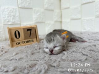 🎃🦇🕸

10/3で生後7日目を迎えました🍼🎀

すくすく、ぷくぷくと成長しています‪⸜‪‪‪‪‪︎🐣⸝‬‪‪

🐈🐈🐈🐈🐈🐈🐈🐈🐈🐈🐈🐈

🕘営業時間 9:00〜17:00)
🐈お昼以降は見学となります
🏠〒723-0004
広島県三原市館町1丁目9-4
(三原駅北口から東へ徒歩5分)

#ペルシャ#ペルシャ子猫 
#顔ペチャ猫 #Persian #ペルシャ猫 
#三原 #三原市 #福山 #福山市 #尾道 #尾道市
#猫 #子猫 #仔猫 #こねこ 
#ねこ部 #ねこのいる生活 
#にゃんすたぐらむ #ねこのいる暮らし
#猫ブリーダー #猫好きさんと繋がりたい
#catstagram #cats_of_instagram
#instacat #cat #kitten