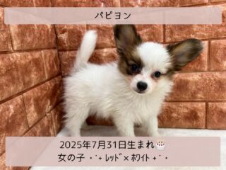 ＼ ꫛꫀꪝ✧‧˚𝓕𝓪𝓒𝓮／

˚*.꒰ パピヨン ꒱.*˚ 

🎂 2025年7月31日生まれ

🚺 女の子

🎨 レッド・ホワイト

元気いっぱいパピヨンちゃんが
新しく仲間入り- ̗̀🤝🏻 ̖́-

たくさん遊んで爆走して
お昼寝をしてまた爆走をしてᕦ -᷅ ·̫ -᷄ ᕤ✨️

いつ見ても元気いっぱい活発女子🩷
毎日活力をたくさん貰っています✨️

୨୧┈┈┈┈┈┈┈┈┈┈┈┈୨୧
 ♡♡素敵なご家族募集中♡♡
୨୧┈┈┈┈┈┈┈┈┈┈┈┈୨୧

🕘営業時間 9:00〜18:30
☎️0848-62-2967
🏠〒723-0004
広島県三原市館町1-3-3
(JR三原駅から徒歩約2分)

 #パピヨン #パピヨン女の子
 #パピヨン部  #パピヨンパピー 
 #パピヨン仔犬  #パピヨン好き

#高山ペットショップ館町本店 #三原
#高山ペットショップ #三原市 
#ペットショップ #🐶