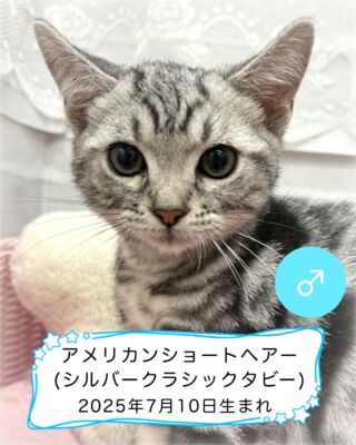 .

🐱にゃんこ情報(#高山ペットショップ東広島店)

小さくて キュートなアメショくん！
お風呂はちょっと苦手ですが 頑張ってくれました🛁🫧
(怖かったのか 若干プルプル震えています…😅)

普段は元気いっぱいで スタッフが通る度に
ちょっかいをかけてくるくらいのヤンチャボーイです🐱🐾
現在はお母さんと一緒に 日々を過ごしております☀️

お母さんもセカンドパートナーとして#家族募集中 ですので
興味のある方は是非当店へお越しください✨️

#高山ペットショップ #高山ペットショップ東広島店
#広島 #東広島 #ペットショップ #猫 #cat #🐱
#アメリカンショートヘア #アメショ 
#americanshorthair #シルバークラシックタビー
#アメショシルバークラシックタビー 
#アメショ男の子 #ねこのいる暮らし 
#ねこのきもち