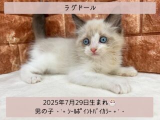 ＼ ꫛꫀꪝ✧‧˚𝓕𝓪𝓒𝓮／

˚*.꒰ ラグドール ꒱.*˚ 

🎂 2025年7月29日生まれ

🚹 男の子

🎨 シールポイントバイカラー

行動全てが愛おしい
ラグドールくんが仲間入り😹💕 ̖́-

色々な事に興味津々のお年頃💛

お目目はまるでビー玉のような
綺麗なブルー💠💙🦋🐬💍❄️🩵💎

個性的で面白い子です(*´˘`*)❤️

୨୧┈┈┈┈┈┈┈┈┈┈┈┈୨୧
 ♡♡素敵なご家族募集中♡♡
୨୧┈┈┈┈┈┈┈┈┈┈┈┈୨୧

🕘営業時間 9:00〜18:30
☎️0848-62-2967
🏠〒723-0004
広島県三原市館町1-3-3
(JR三原駅から徒歩約2分)

 #ラグドール #ラグドール猫 
 #ラグドール男の子 #ラグドール子猫
 #シールポイントバイカラー
 #個性的 #愛おしい猫 

#高山ペットショップ館町本店 #三原
#高山ペットショップ #三原市 
#ペットショップ #🐶