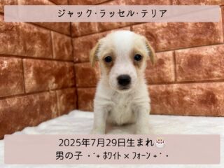#家族が決まりました

＼ ꫛꫀꪝ✧‧˚𝓕𝓪𝓒𝓮／

˚*.꒰ ジャックラッセルテリア ꒱.*˚ 

🎂 2025年7月29日生まれ

🚹 男の子

🎨 ホワイト・フォーン

高山ペットショップに来てくれる
ジャックラッセルは
みんな愛おしい表情꒰ᐢ⸝⸝ʚ̴̶̷̆ ·̫ ʚ̴̶̷̆⸝⸝ᐢ꒱❤️

マイペースに見えて元気いっぱい︎💪✨️

表情豊かな愛らしい子です⸜🫶⸝‍

୨୧┈┈┈┈┈┈┈┈┈┈┈┈୨୧
 ♡♡家族が決まりました♡♡
୨୧┈┈┈┈┈┈┈┈┈┈┈┈୨୧

🕘営業時間 9:00〜18:30
☎️0848-62-2967
🏠〒723-0004
広島県三原市館町1-3-3
(JR三原駅から徒歩約2分)

 #ジャックラッセルテリア
 #ジャックラッセルテリア男の子
 #ジャックラッセルテリアパピー 
 #ジャックラッセルテリア部 
 #ジャックラッセル部 
 #ジャックラッセルテリア可愛い 
 #テリア  #テリア好き 
 #ジャックラッセルテリア仔犬 

#高山ペットショップ館町本店 #三原
#高山ペットショップ #三原市 
#ペットショップ #🐶