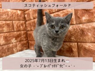 ＼ ꫛꫀꪝ✧‧˚𝓕𝓪𝓒𝓮／

˚*.꒰ スコティッシュフォールド ꒱.*˚ 

🎂 2025年7月13日生まれ

🚺 女の子

🎨 ブルーパッチドタビー

お耳がピーンと立ってる
美人のスコティッシュᒼᑋªⁿ✿🐈🐾

抱っこが大好きで
色んな猫ちゃんと仲良くできる
フレンドリーな女の子です՞ᴗ͈ ̫ ᴗ͈՞︎💕︎

୨୧┈┈┈┈┈┈┈┈┈┈┈┈୨୧
 ♡♡素敵なご家族募集中♡♡
୨୧┈┈┈┈┈┈┈┈┈┈┈┈୨୧

(​˙꒳​˙ )=͟͟͞͞東広島店へ移動しました=͟͟͞͞

🕘営業時間 9:00〜18:30
☎️0848-62-2967
🏠〒723-0004
広島県三原市館町1-3-3
(JR三原駅から徒歩約2分)

  #スコティッシュフォールド
 #スコ #スコティッシュフォールド部 
 #スコティッシュ女の子
 #シルバータビー猫  #スコティッシュ子猫
 #スコティッシュフォールド好き 
 #スコティッシュフォールド立ち耳 
 #ブルーパッチドタビー

#高山ペットショップ館町本店 #三原
#高山ペットショップ #三原市 
#ペットショップ #🐶