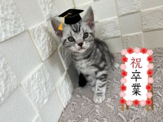 🎓🏫🌸

10/4にこむぎベイビーが
cocoを卒業しました🎓🏫🌸

タイチ父ちゃんの最後の子です(༎ຶ⌑༎ຶ)

すくすく元気に育ってくれてありがとう💛
素敵な家族と出会い
これからも幸せな人生を送れますように🪄🫧

🐈🐈🐈🐈🐈🐈🐈🐈🐈🐈🐈🐈

🕘営業時間 9:00〜17:00)
🐈お昼以降は見学となります
🏠〒723-0004
広島県三原市館町1丁目9-4
(三原駅北口から東へ徒歩5分)

#アメリカンショートヘア
#アメリカンショートヘア子猫 
#アメショ#アメショー#AmericanShorthair
 #アメショ子猫 #アメリカンショートヘア子猫
 #アメリカンショートヘアベビー
 #アメショベビー 

#三原 #三原市 #福山 #福山市 #尾道 #尾道市
#猫 #子猫 #仔猫 #こねこ 
#ねこ部 #ねこのいる生活 
#にゃんすたぐらむ #ねこのいる暮らし
#猫ブリーダー #猫好きさんと