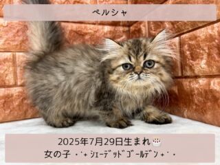 ＼ ꫛꫀꪝ✧‧˚𝓕𝓪𝓒𝓮／

˚*.꒰ ペルシャ ꒱.*˚ 

🎂 2025年7月29日生まれ

🚺 女の子

🎨 シェーデッドゴールデン

ちょっぴり恥ずかしがり屋の
ペルシャᒼᑋªⁿが仲間入り(,,. .,, )❣️

ゴージャスなペルシャᒼᑋªⁿꕤ︎︎·͜·になる予感😏💕

恥ずかしがり屋さんだけど
抱っこは大好きな女の子です⸜🫶⸝‍

୨୧┈┈┈┈┈┈┈┈┈┈┈┈୨୧
 ♡♡素敵なご家族募集中♡♡
୨୧┈┈┈┈┈┈┈┈┈┈┈┈୨୧

🕘営業時間 9:00〜18:30
☎️0848-62-2967
🏠〒723-0004
広島県三原市館町1-3-3
(JR三原駅から徒歩約2分)

 #ペルシャ #ペルシャチンチラ 
 #ペルシャ猫 #ペルシャ子猫
 #シェーデッドゴールデン 
 #長毛猫 #ペルシャ女子
 #ペルシャベビー #ペルシャ猫チンチラ 

#高山ペットショップ館町本店 #三原
#高山ペットショップ #三原市 #🐶