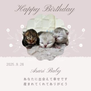 🎂

2025,9/26にペルシャのあさりちゃんから
可愛いおチビちゃん達が産まれました🍼🎉✨

２回目の育児でベテラン母ちゃんです💛
母子共に健康でなにより( ´͈ ᵕ `͈ )✨️

成長記録オタノシミニ💖

🐈🐈🐈🐈🐈🐈🐈🐈🐈🐈🐈🐈

🕘営業時間 9:00〜17:00)
🐈お昼以降は見学となります
🏠〒723-0004
広島県三原市館町1丁目9-4
(三原駅北口から東へ徒歩5分)

#ペルシャ#ペルシャ子猫 
#顔ペチャ猫 #Persian #ペルシャ猫 
#三原 #三原市 #福山 #福山市 #尾道 #尾道市
#猫 #子猫 #仔猫 #こねこ 
#ねこ部 #ねこのいる生活 
#にゃんすたぐらむ #ねこのいる暮らし
#猫ブリーダー #猫好きさんと繋がりたい

#catstagram #cats_of_instagram
#instacat #cat #kitten
