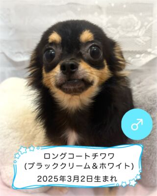 .

🐶わんこ情報(#高山ペットショップ東広島店 )

#ペットランドユーホー東広島店 に移動しました！

チワワくんが 三原エリアよりやって来ました🚗💨
投稿時点で7ヶ月なのですが 
片腕にスッポリ収まるサイズの 小柄な子です！

撮影中 緊張しすぎて耳がなくなっております‪🤣‬
ですが人が大大だーいすき💕で しっぽをブンブンと
振りまくり 遊んでアピールが止まらないのです☺️✨

#高山ペットショップ #高山ペットショップ東広島店 
#東広島 #広島 #ペットショップ #犬 #🐶
#ちわわ #チワワ #chihuahua #ロングコートチワワ 
#チワワブラッククリームホワイト #ちわすたぐらむ
#チワワ男の子 #チワワの暮らし
#ちわわのいる生活 #チワワ部