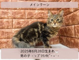 ＼ ꫛꫀꪝ✧‧˚𝓕𝓪𝓒𝓮／

˚*.꒰ メインクーン ꒱.*˚ 

🎂 2025年6月28日生まれ

🚹 男の子

🎨 ブラウンタビー

メ、メ、メ、メインクーン👀‼

お久しぶりの大きな猫ちゃん(  ᵒ̴̷͈ωᵒ̴̶̷͈ )✨️

子猫でもやはり体は大きいですね❣️
猫好きスタッフ大興奮でございます✨

穏やかな性格の優しい子⸜🫶⸝‍

大きくて立派なメインクーンに
なるんだぞぉぉぉぉぉ‼️✨️✨️✨️

୨୧┈┈┈┈┈┈┈┈┈┈┈┈୨୧
 ♡♡素敵なご家族募集中♡♡
୨୧┈┈┈┈┈┈┈┈┈┈┈┈୨୧

🕘営業時間 9:00〜18:30
☎️0848-62-2967
🏠〒723-0004
広島県三原市館町1-3-3
(JR三原駅から徒歩約2分)

 #メインクーン #メインクーン子猫
 #メインクーン部  #メインクーン男の子 
 #メインクーン猫  #メインクーンはいいぞ 
 #メインクーンキャット  #ブラウンタビー
 #大きな猫  #長毛猫 #大型猫 

#高山ペットショップ館町本店 #三原
#高山ペットショップ #三原市 #🐶