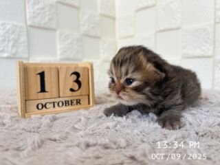 🎃🦇🕸

10/9に生後13日目を迎えました🍼🎀

お目目👀もしっかり開きました✨️
スタッフのお顔も見えてるかなぁ( ≖ᴗ≖​)❣️

🐈🐈🐈🐈🐈🐈🐈🐈🐈🐈🐈🐈

🕘営業時間 9:00〜17:00)
🐈お昼以降は見学となります
🏠〒723-0004
広島県三原市館町1丁目9-4
(三原駅北口から東へ徒歩5分)

#ペルシャ#ペルシャ子猫 
#顔ペチャ猫 #Persian #ペルシャ猫 
#三原 #三原市 #福山 #福山市 #尾道 #尾道市
#猫 #子猫 #仔猫 #こねこ 
#ねこ部 #ねこのいる生活 
#にゃんすたぐらむ #ねこのいる暮らし
#猫ブリーダー #猫好きさんと繋がりたい
#catstagram #cats_of_instagram
#instacat #cat #kitten