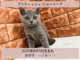 #家族が決まりました

＼ ꫛꫀꪝ✧‧˚𝓕𝓪𝓒𝓮／

˚*.꒰ ブリティッシュ・ショートヘア ꒱.*˚ 

🎂 2025年8月3日生まれ

🚺 女の子

🎨 ブルー

小柄なブリティッシュᒼᑋªⁿが
仲間入り- ̗̀🤝🏻 ̖́-

ルームメイトのペルシャᒼᑋªⁿとも
とっても仲良しで社交性もあり👩‍❤️‍👩🫶

デレデレ女子です(🎀 ơ ‎‎‎. ơ )

୨୧┈┈┈┈┈┈┈┈┈┈┈┈୨୧
 ♡♡家族が決まりました♡♡
୨୧┈┈┈┈┈┈┈┈┈┈┈┈୨୧

🕘営業時間 9:00〜18:30
☎️0848-62-2967
🏠〒723-0004
広島県三原市館町1-3-3
(JR三原駅から徒歩約2分)

 #ブリティッシュ
 #ブリティッシュショートヘア
 #ブリティッシュショートヘア子猫 
 #子猫 #ブリティッシュベビー
 #ブルー #ブリティッシュ女の子
 #ブリティッシュブルー 
 #短毛猫 #ブリ猫 

#高山ペットショップ館町本店 #三原
#高山ペットショップ #三原市 #🐶