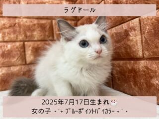 #家族が決まりました

＼ ꫛꫀꪝ✧‧˚𝓕𝓪𝓒𝓮／

˚*.꒰ ラグドール ꒱.*˚ 

🎂 2025年7月17日生まれ

🚺 女の子

🎨 ブルーポイントバイカラー

べっぴんのラグドールᒼᑋªⁿ💃💕✨

まん丸お目目👀は
綺麗なビー玉のよう💎🩵💎

愛嬌たっぷり‪🧏🏻‍♀️💞‬
フレンドリーな猫さんです^ >ᴗ<^

୨୧┈┈┈┈┈┈┈┈┈┈┈┈୨୧
 ♡♡家族が決まりました♡♡
୨୧┈┈┈┈┈┈┈┈┈┈┈┈୨୧

🕘営業時間 9:00〜18:30
☎️0848-62-2967
🏠〒723-0004
広島県三原市館町1-3-3
(JR三原駅から徒歩約2分)

 #ラグドール #ラグドール猫 
 #ラグドール女の子 #ラグドール子猫
 #ブルーポイントバイカラー

#高山ペットショップ館町本店 #三原
#高山ペットショップ #三原市 
#ペットショップ #🐶