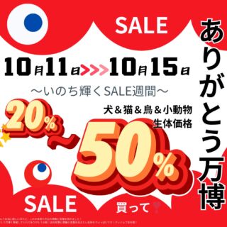 スタッフも何度も足を運んだ愛すべき万博がついにフィナーレを迎えます...😭
そんな万博に感謝の念を込めて #高山ペットショップ では本日10/11から10/15日の5日間でありがとう万博セールを開催しております🎉❤️

わんにゃん以外にも鳥や小動物の生体価格が最大 50%off となっております。気になっていたあの子を家族に迎え入れる大チャンス！この機会に各店舗へ是非お越しください😊✨

 #高山ペットショップ  #高山ペットショップ東広島店  #ペットランドユーホー東広島店  #高山ペットショップ東尾道店  #スーパーセール