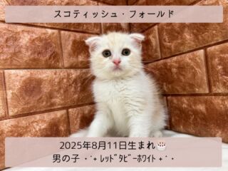 ＼ ꫛꫀꪝ✧‧˚𝓕𝓪𝓒𝓮／

˚*.꒰ スコティッシュフォールド ꒱.*˚ 

🎂 2025年8月11日生まれ

🚹 男の子

🎨 レッドタビーホワイト

チャーミングなスコティッシュくん🩵

とてもフレンドリーで、
とっっっっても甘えん坊な子です🫶🏽❣️

抱っこが大好きなので
是非お越しの際は抱っこしたげて下さいꉂ🤣🩵

୨୧┈┈┈┈┈┈┈┈┈┈┈┈୨୧
 ♡♡素敵なご家族募集中♡♡
୨୧┈┈┈┈┈┈┈┈┈┈┈┈୨୧

🕘営業時間 9:00〜18:30
☎️0848-62-2967
🏠〒723-0004
広島県三原市館町1-3-3
(JR三原駅から徒歩約2分)

  #スコティッシュフォールド
 #スコ #スコティッシュフォールド部 
 #スコティッシュ男の子
 #シルバータビー猫  #スコティッシュ子猫
 #スコティッシュフォールド好き 
 #スコティッシュフォールド折れ耳
 #折れ耳猫 
 #レッドタビーホワイト

#高山ペットショップ館町本店 #三原
#高山ペットショップ #三原市 
#ペットショップ #🐶