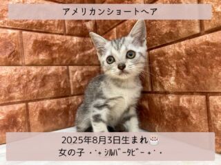 ＼ ꫛꫀꪝ✧‧˚𝓕𝓪𝓒𝓮／

˚*.꒰ アメリカンショートヘア ꒱.*˚ 

🎂 2025年8月3日生まれ

🚺 女の子

🎨 シルバータビー

小柄なお嬢ちゃんꕀ🎀 ͗ ͗

ちょっぴり恥ずかしがり屋さん👉🏻👈🏻💛

でも心を開くとデレデレになる
愛おしいお嬢さん😘❤️

来たら声掛けたげて下さい❣️

恥ずかしがり屋さんだけど
ホントは抱っこして触ってもらいたい
ツンデレ女子なんです⸝⸝⸝🙈💕

୨୧┈┈┈┈┈┈┈┈┈┈┈┈୨୧
 ♡♡素敵なご家族募集中♡♡
୨୧┈┈┈┈┈┈┈┈┈┈┈┈୨୧

🕘営業時間 9:00〜18:30
☎️0848-62-2967
🏠〒723-0004
広島県三原市館町1-3-3
(JR三原駅から徒歩約2分)

  #アメリカンショートヘア
 #アメリカンショートヘアーシルバータビー 
 #シルバータビー #アメショ
 #アメショー部  #アメショー女の子 
 #アメリカンショートヘア部 
 #アメリカンショートヘア子猫 
 #アメリカンショートヘア女の子 

#高山ペットショップ館町本店 #三原
#高山ペットショップ #三原市 
#ペットショップ #🐶
