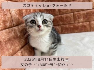 #家族が決まりました
＼ ꫛꫀꪝ✧‧˚𝓕𝓪𝓒𝓮／

˚*.꒰ スコティッシュフォールド ꒱.*˚ 

🎂 2025年8月11日生まれ

🚺 女の子

🎨 シルバータビーホワイト

まあ🩷(〃˘⍢˘〃)
べっぴんさんが仲間入り🩷

愛嬌もたっぷり👯💕
とってもフレンドリー - ̗̀🤝🏻 ̖́-

お目目👀もくりんくりんで
とってもチャーミングな子です🫧🎀

୨୧┈┈┈┈┈┈┈┈┈┈┈┈୨୧
 ♡♡家族が決まりました♡♡
୨୧┈┈┈┈┈┈┈┈┈┈┈┈୨୧

🕘営業時間 9:00〜18:30
☎️0848-62-2967
🏠〒723-0004
広島県三原市館町1-3-3
(JR三原駅から徒歩約2分)

  #スコティッシュフォールド
 #スコ #スコティッシュフォールド部 
 #スコティッシュ女の子
 #シルバータビー猫  #スコティッシュ子猫
 #スコティッシュフォールド好き 
 #スコティッシュフォールド折れ耳
 #折れ耳猫 
 #シルバータビーホワイト

#高山ペットショップ館町本店 #三原
#高山ペットショップ #三原市 
#ペットショップ #🐶