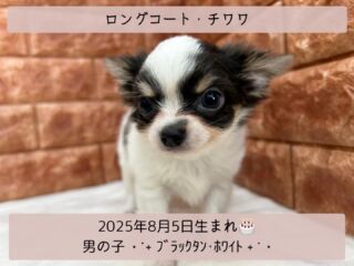 ＼ ꫛꫀꪝ✧‧˚𝓕𝓪𝓒𝓮／

˚*.꒰ ロングコートチワワ ꒱.*˚ 

🎂 2025年8月5日生まれ

🚹 男の子

🎨 ブラックタン・ホワイト

お目目👀が綺麗な色の
イケメンボーイ(　ˆ̑‵̮ˆ̑　)✨

油断すると舌がでてきます👅🩷

スタッフの足元をちょこちょこついて回る
甘えん坊男子⸝⸝⸝🙈💕

お店に来たら
スタッフの足元を見てください👀✨️

足の間にちょこんと
座ってるかもしれません❤️😘

୨୧┈┈┈┈┈┈┈┈┈┈┈┈┈୨୧
 ♡♡素敵なご家族募集中です♡♡
୨୧┈┈┈┈┈┈┈┈┈┈┈┈┈୨୧

🕘営業時間 9:00〜18:30
☎️0848-62-2967
🏠〒723-0004
広島県三原市館町1-3-3
(JR三原駅から徒歩約2分)

 #イケメンチワワ #チワワ
 #チワワパピー #チワワ子犬
 #眉毛犬  #眉毛犬は可愛いぞ 
 #ブラックタンホワイトチワワ 
 #ロングコートチワワ
 #チワワロング
 #ブラックタンホワイト
 #チワワ部 

#高山ペットショップ館町本店 #三原
#高山ペットショップ #三原市 
#ペットショップ #🐶🐶