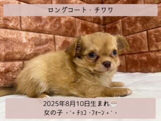 ＼ ꫛꫀꪝ✧‧˚𝓕𝓪𝓒𝓮／

˚*.꒰ ロングコートチワワ ꒱.*˚ 

🎂 2025年8月10日生まれ

🚺 女の子

🎨 チョコフォーン

チョコフォーンのチワワᒼᑋªⁿ✿が
仲間入り꒰ᐡ´б ‧̫ б ̀ ᐡ꒱🐾💖

チョコフォーン??チョコ??🍫と
なりましたよね🤣スタッフもなりました🤭

生まれたときがチョコだったのですね🩷

成長につれてチョコっぽさが薄くなり
フォーン寄りになるのもよくある変化です🫶🏽✨

それにしても
お目目👀が綺麗な子です、ホント🩷❤️

୨୧┈┈┈┈┈┈┈┈┈┈┈┈┈୨୧
 ♡♡素敵なご家族募集中です♡♡
୨୧┈┈┈┈┈┈┈┈┈┈┈┈┈୨୧

(​˙꒳​˙ )=͟͟͞͞東広島店へ移動しました=͟͟͞͞

🕘営業時間 9:00〜18:30
☎️0848-62-2967
🏠〒723-0004
広島県三原市館町1-3-3
(JR三原駅から徒歩約2分)

 #チワワ #チワワ女子
 #チワワパピー #チワワ子犬
 #チワワ女の子パピー 
 #ロングコートチワワ
 #チワワロング
 #チョコフォーン
 #チョコフォーンチワワ 

#高山ペットショップ館町本店 #三原
#高山ペットショップ #三原市 
#ペットショップ #🐶
