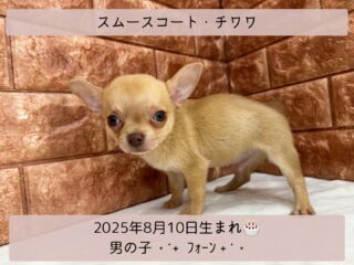 ＼ ꫛꫀꪝ✧‧˚𝓕𝓪𝓒𝓮／

˚*.꒰ スムースコートチワワ ꒱.*˚ 

🎂 2025年8月10日生まれ

🚹 男の子

🎨 フォーン

小さな体に大きな魅力‼️✨️

元気いっぱいで人懐っこいチワワです🐶

わがまま上等‼️😎‼️😎
もうホントに行動全てが愛おしい🤟💞

抱っこされるのが大好き🩷
家族のそばにいるだけで癒される存在です︎🫶💕

先程の子とお誕生日が同じですが、
兄妹ではございません🙅🏻‍♀️❕

お粗相がついたので
ハートスタンプで隠しております🙏

୨୧┈┈┈┈┈┈┈┈┈┈┈┈┈୨୧
 ♡♡素敵なご家族募集中です♡♡
୨୧┈┈┈┈┈┈┈┈┈┈┈┈┈୨୧

(​˙꒳​˙ )=͟͟͞͞東広島店へ移動しました=͟͟͞͞

🕘営業時間 9:00〜18:30
☎️0848-62-2967
🏠〒723-0004
広島県三原市館町1-3-3
(JR三原駅から徒歩約2分)

 #チワワ #チワワ男子
 #チワワパピー #チワワ子犬
 #チワワ男の子
 #スムースコートチワワ
 #スムースチワワ #フォーン
 #フォーンチワワ 

#高山ペットショップ館町本店 #三原
#高山ペットショップ #三原市 
#ペットショップ #🐶