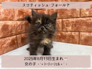 ＼ ꫛꫀꪝ✧‧˚𝓕𝓪𝓒𝓮／

˚*.꒰ スコティッシュフォールド ꒱.*˚ 

🎂 2025年8月13日生まれ

🚺 女の子

🎨 トーティーシェル

お耳がピーンと立った
スコティッシュフォールドちゃん︎🫶💕

個性あふれる素敵な柄✨🧡🖤🤎

ツンデレ女子︎💓‪👉🏻👈🏻💓
デレが多めの可愛いおチビちゃんです✨️

୨୧┈┈┈┈┈┈┈┈┈┈┈┈୨୧
 ♡♡素敵なご家族募集中♡♡
୨୧┈┈┈┈┈┈┈┈┈┈┈┈୨୧

🕘営業時間 9:00〜18:30
☎️0848-62-2967
🏠〒723-0004
広島県三原市館町1-3-3
(JR三原駅から徒歩約2分)

  #スコティッシュフォールド
 #スコ #スコティッシュフォールド部 
 #スコティッシュ女の子
 #シルバータビー猫  #スコティッシュ子猫
 #スコティッシュフォールド好き 
 #スコティッシュフォールド立ち耳
 #立ち耳猫
 #トーティーシェル

#高山ペットショップ館町本店 #三原
#高山ペットショップ #三原市 
#ペットショップ #🐶