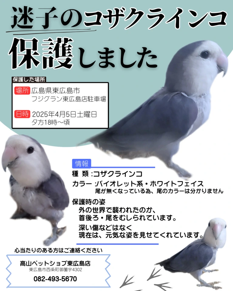 ★高山を卒業しました　【東広島店】迷子のコザクラインコを保護しています